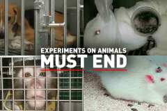 Experiments-on-Animals-Must-End-Collage